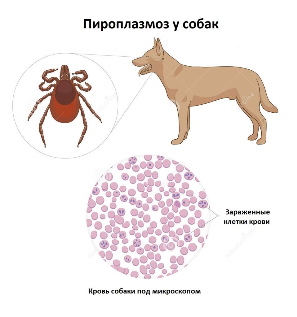 Пироплазмоз (бабезиоз) у собак