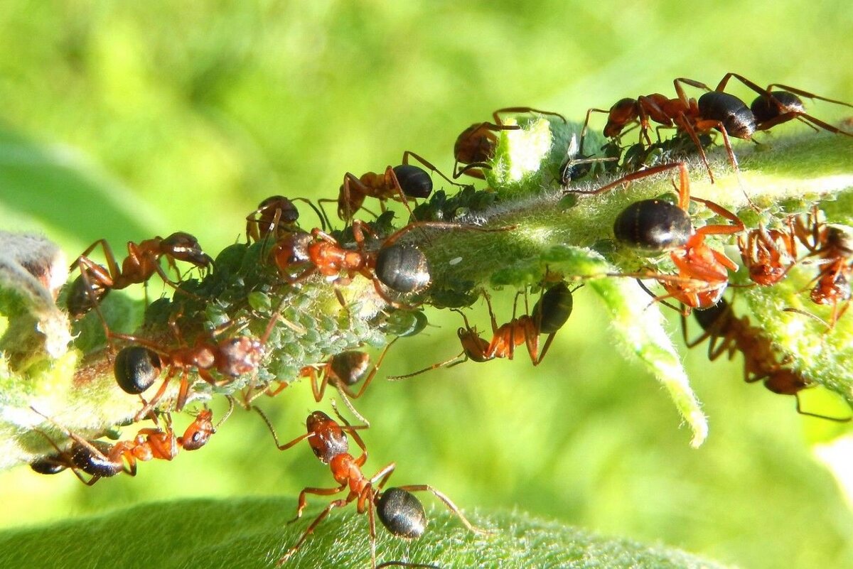 Муравейник растет. Муравьи листорезы. Муравьи фуражиры. Муравьи Lasius platythorax. Муравей листорез в войны.