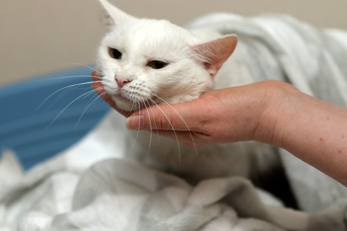 Эта кошка не смотря на сильный характер, оказалась очень уязвимой