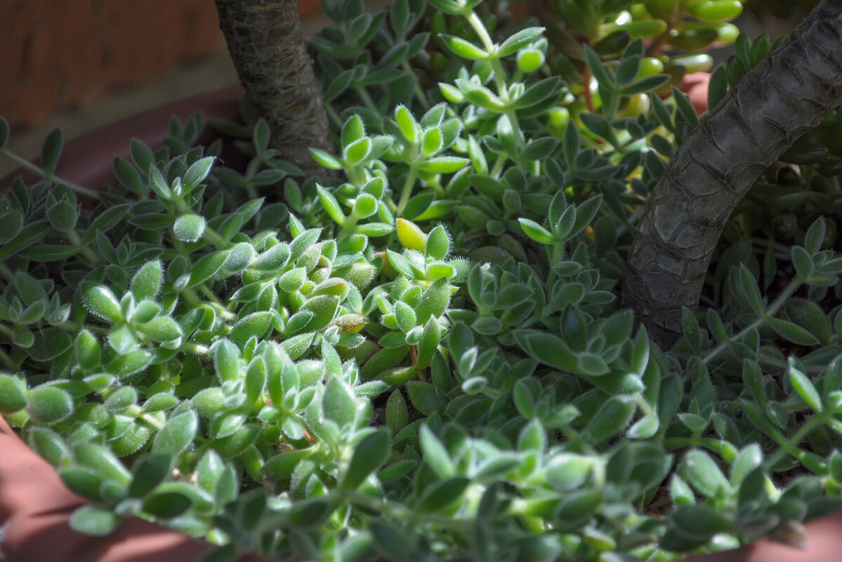 2. Crassula ernestii, мелкая пушистая травка, склонна к подгоранию на прямом солнце