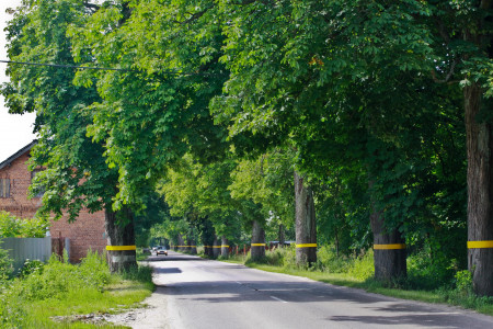 Вырубленная аллея в поселке Заозерье Гурьевского городского округа. Фото rugrad.eu, 2020 год