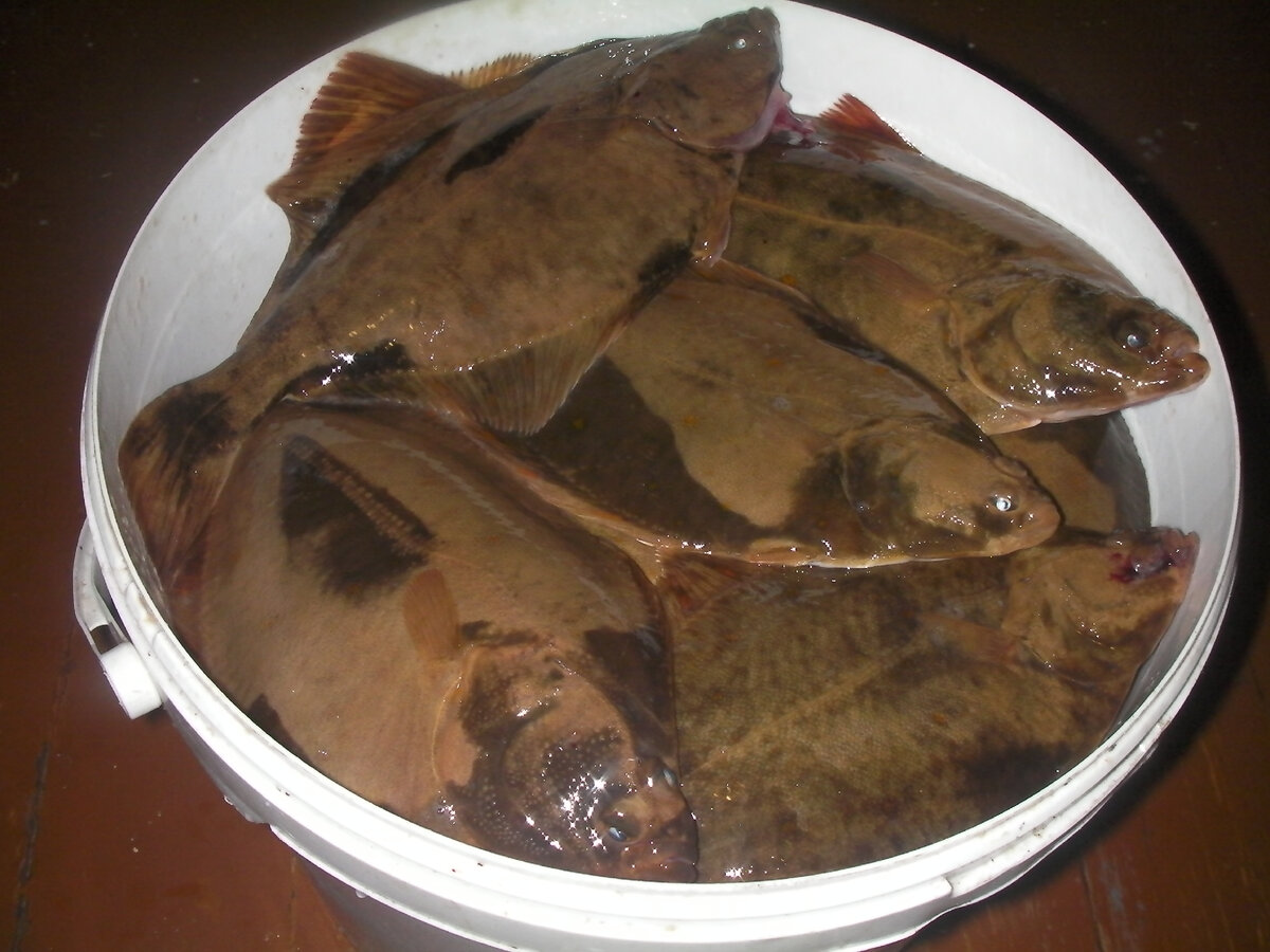 Камбала, фото улова стырил с сайта "Санататур" раздел Яндова Губа