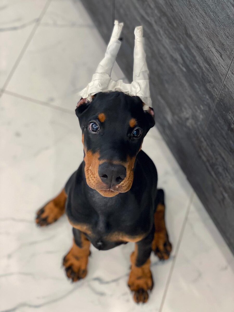 Марсель на кухне