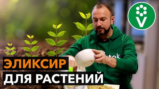 Стимулятор роста картофеля: заботимся про любимый овощ