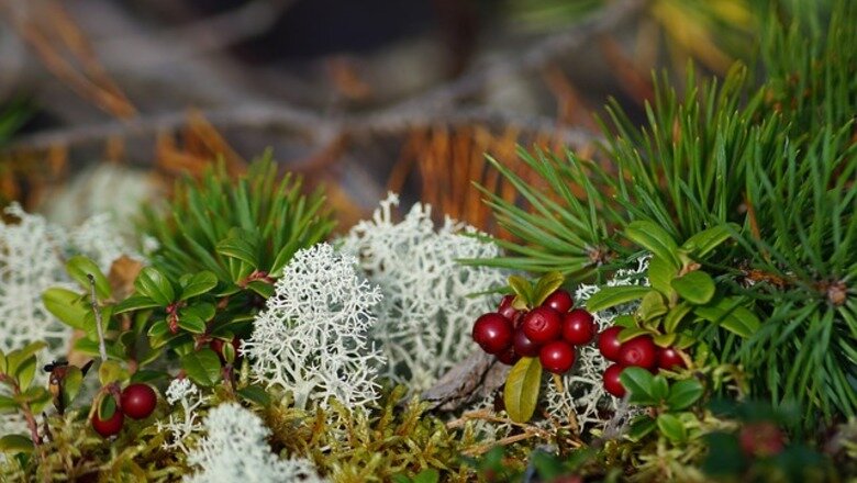 Фото: pixabay.com