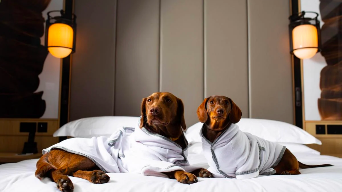 Халаты для собак tielleloveluxury.co.uk