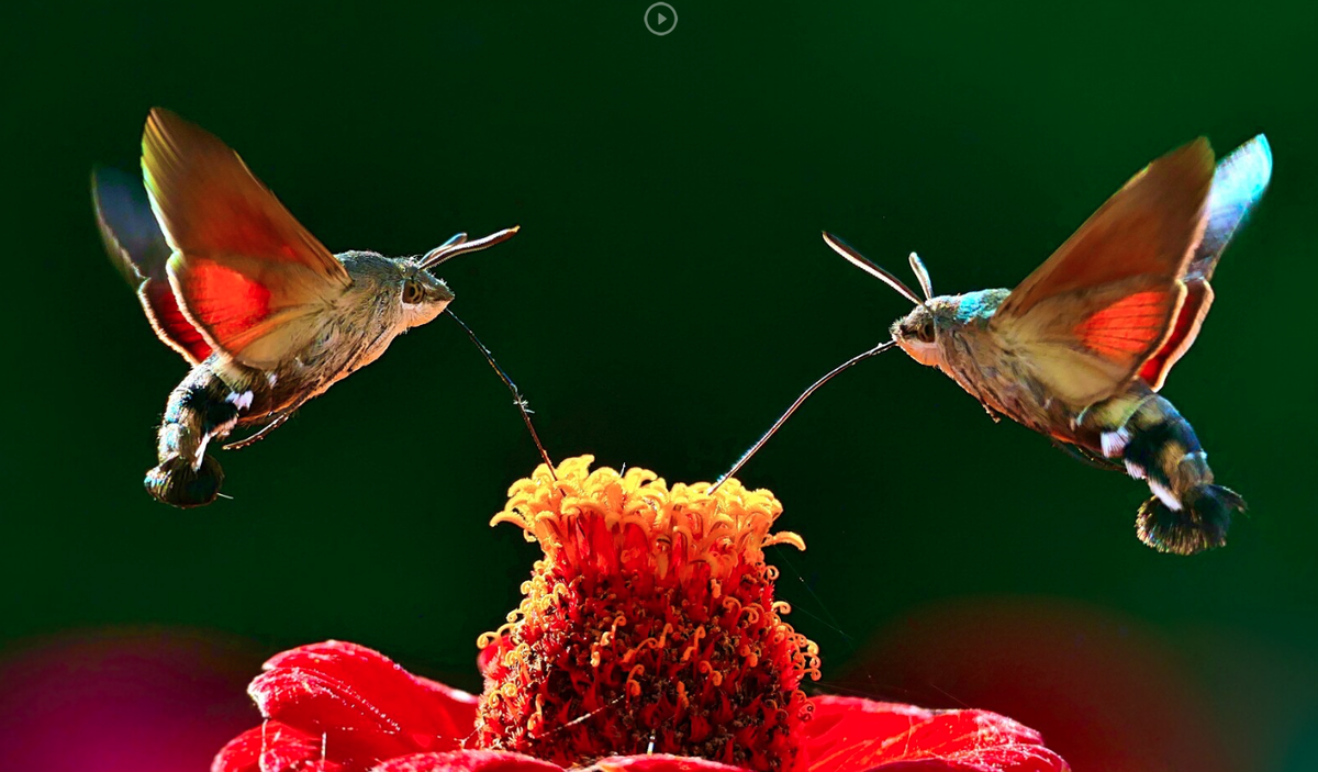 "Сладкая парочка", Сергей Стрельников, г.Астрахань