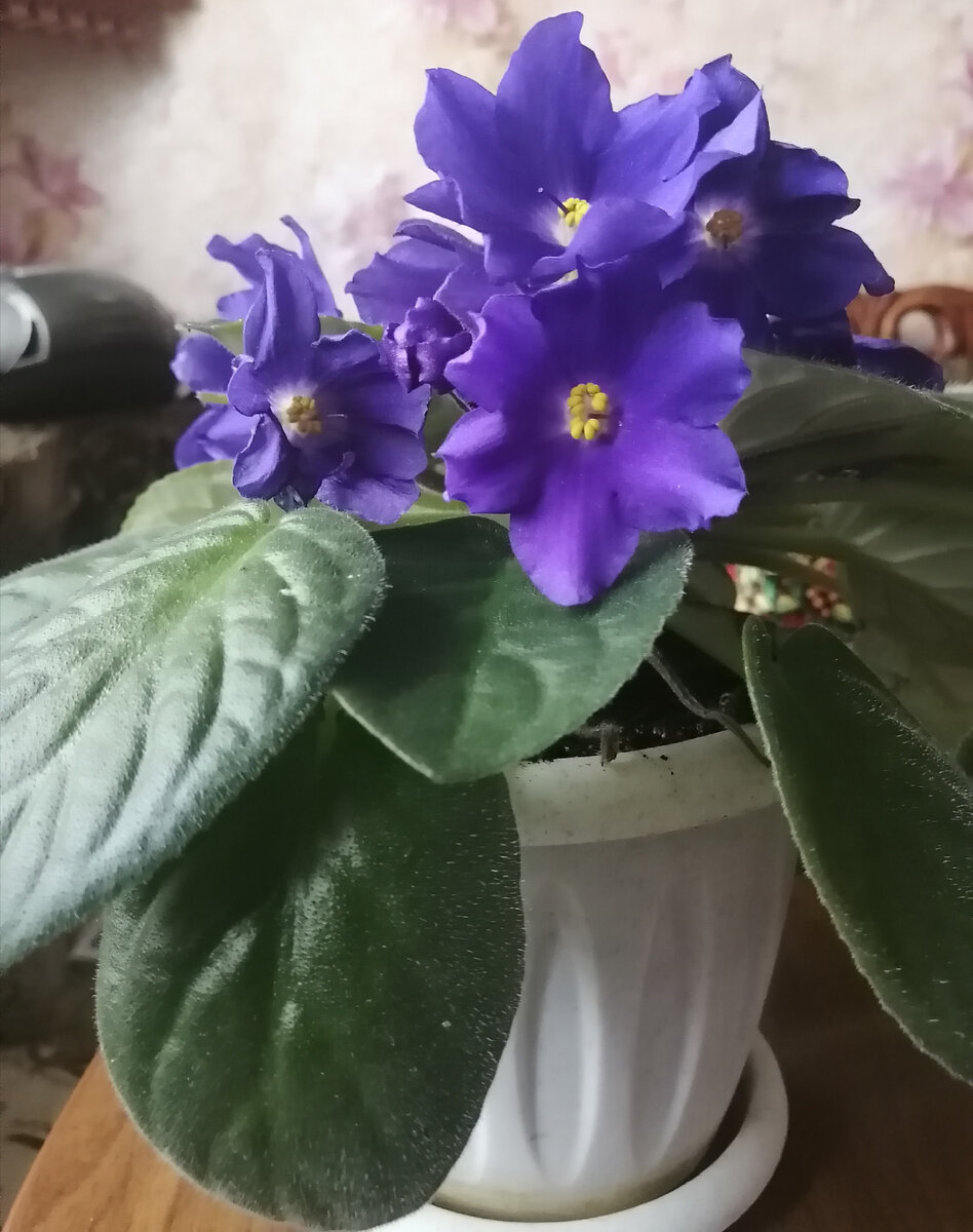 Моя фиалка с крупными фиолетовыми цветами. 