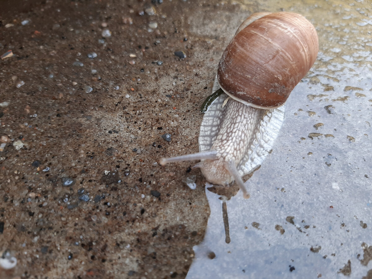 Вроде улитка 🐌