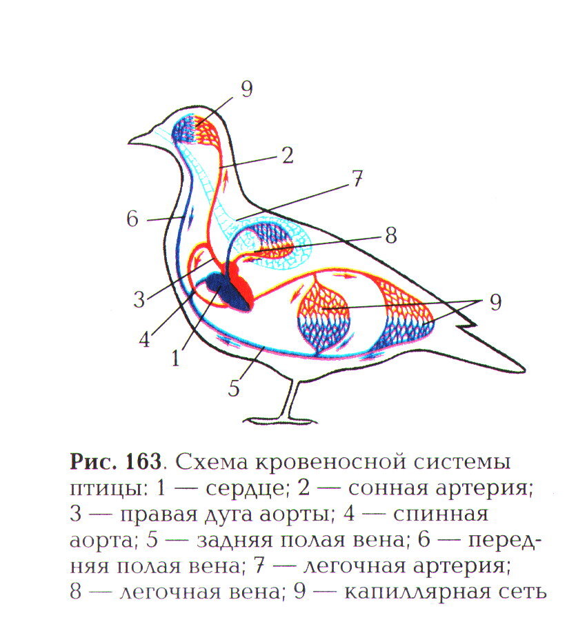 Внутреннее строение голубя рисунок