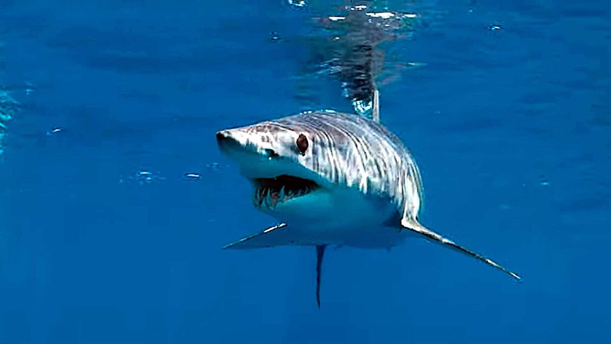 Почему акулы постоянно в движении. Акула мако выпрыгивает из воды. Акулы всегда в движении. Почему акула всегда в движении.
