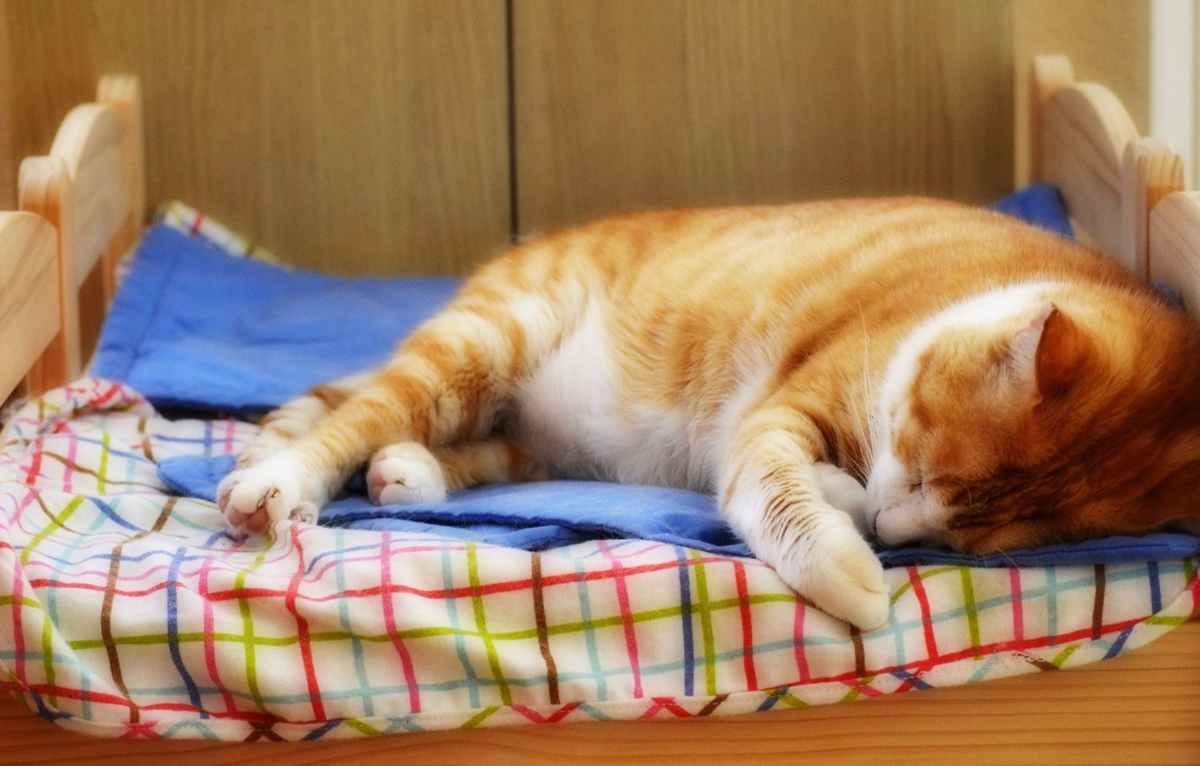 Фото взято с яндекс-картинок