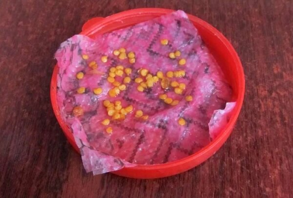 Замачивание семян в воде