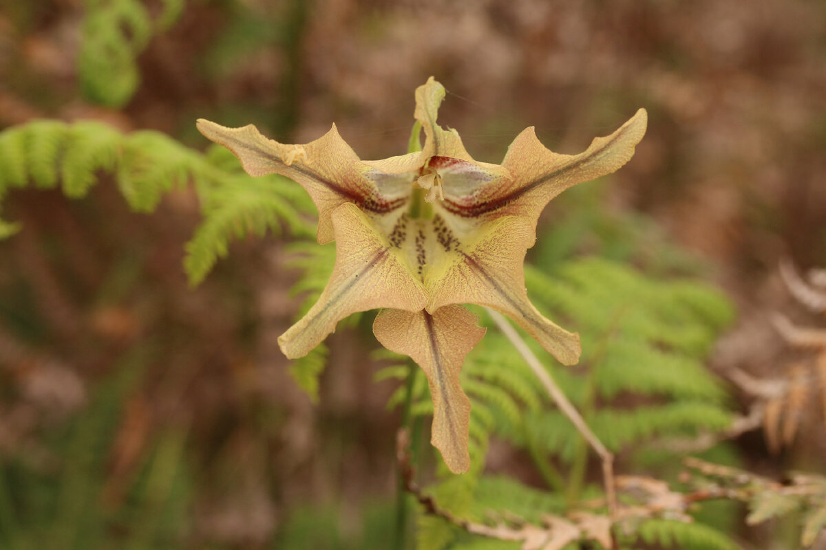 Gladiolus maculatus