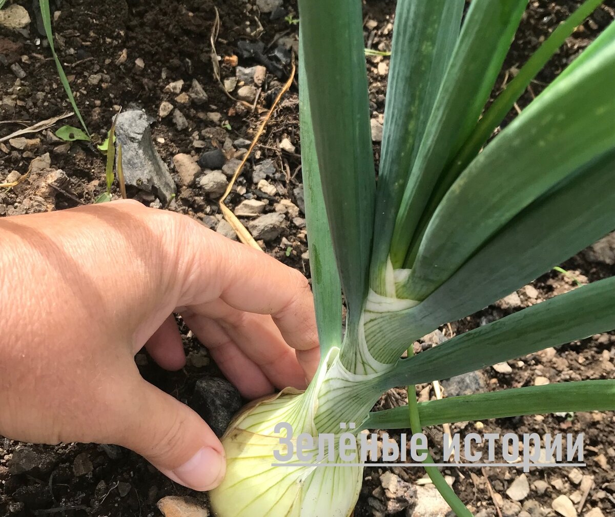 Фото с моего участка