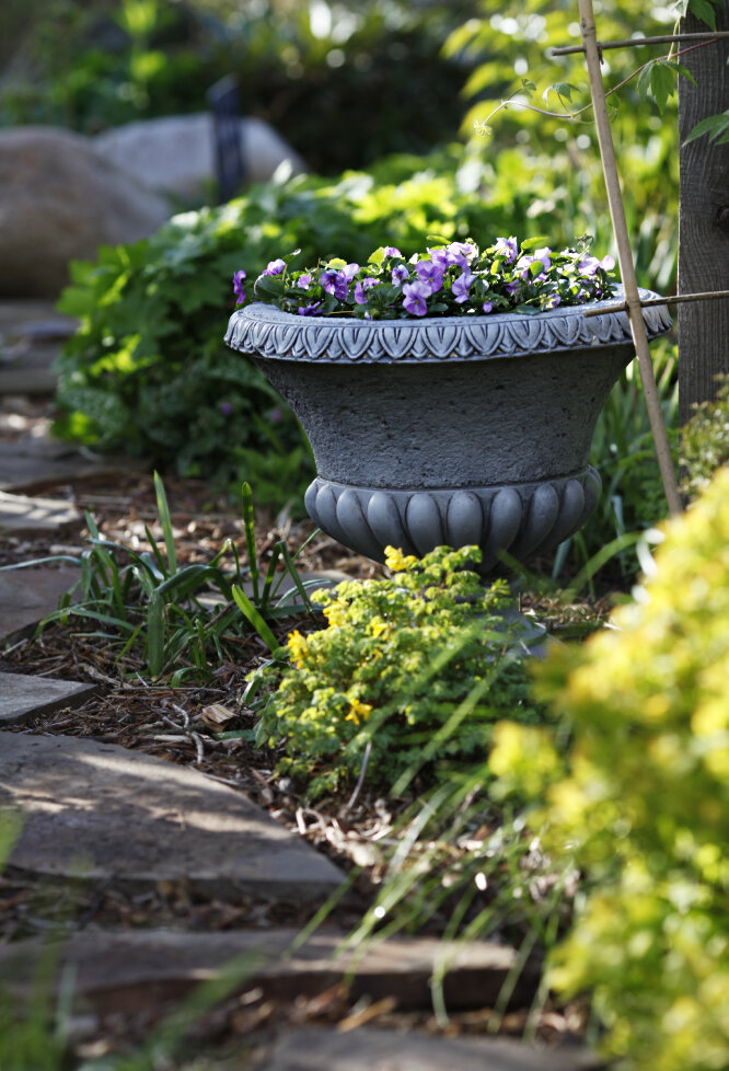 В вазоне фиалки из магазина, перед ним хохлатка желтая