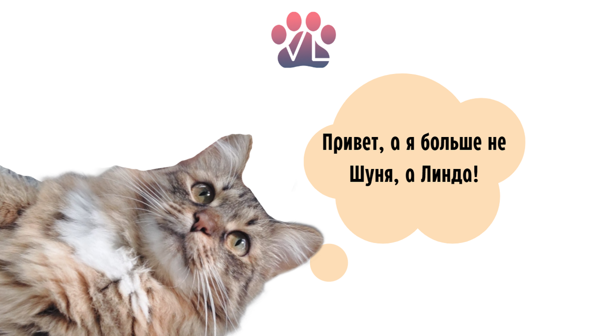 Шуня имя. Шуня имя. Стикеры шуня. Шуня. Ежик стикеры телеграмм.