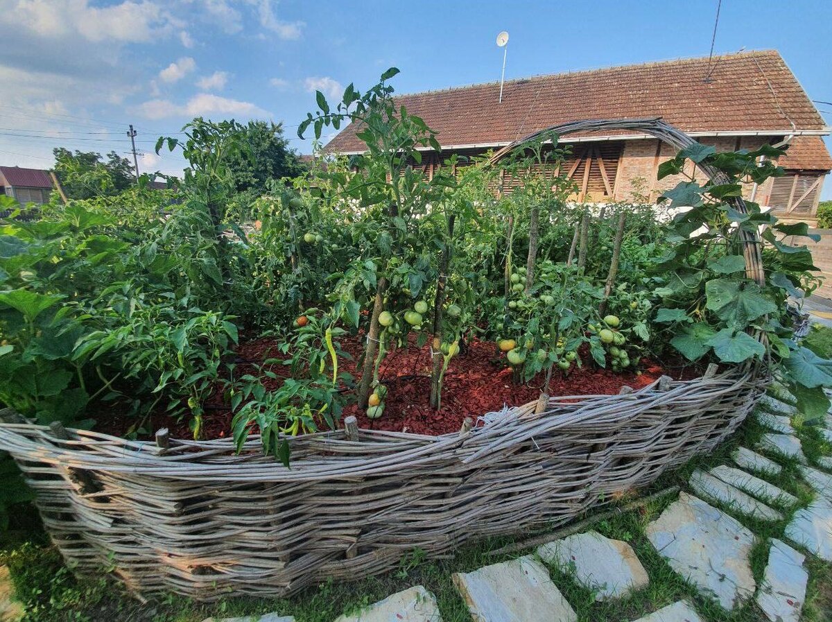 Приподнятые грядки нашего подписчика шикарно украшают огород