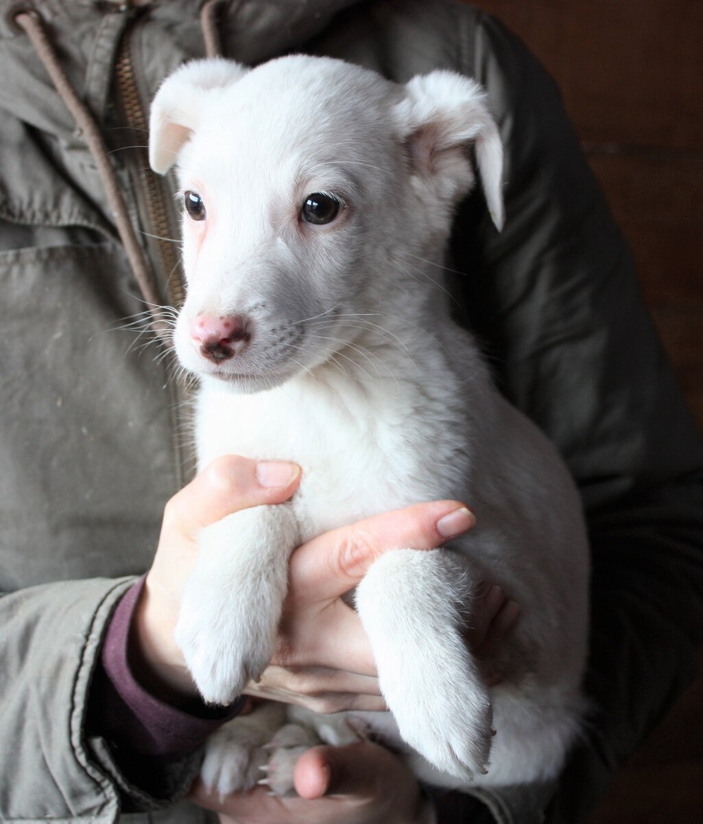 Пломбир в приюте.