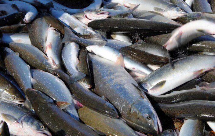 фото из Яндекса 