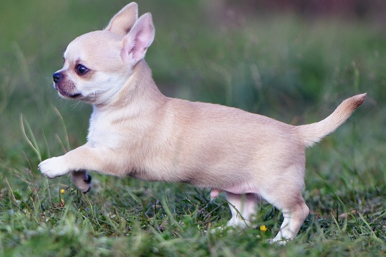 Краснобелая пропасть