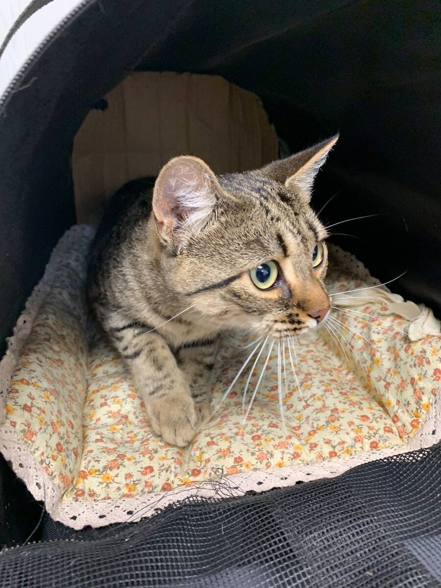 По возможности дайте кошке самой выйти из переноски и освоиться 