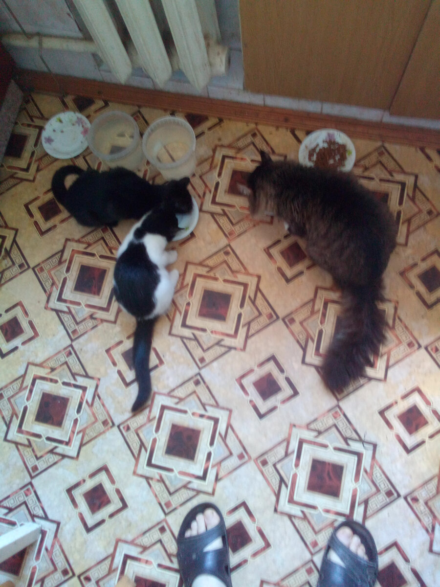 Васька, Дуська и Дядя Стёпа. Завтрак котиков...