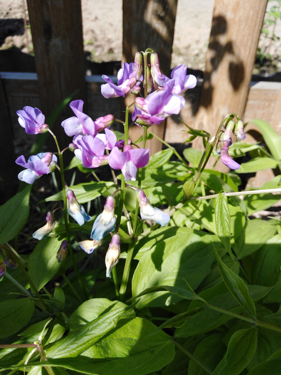 Чина весенняя. 19 мая