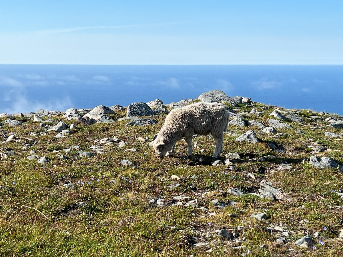 Хайкинг на Matind на острове Аннёй. Овечки наверху. Фото автора