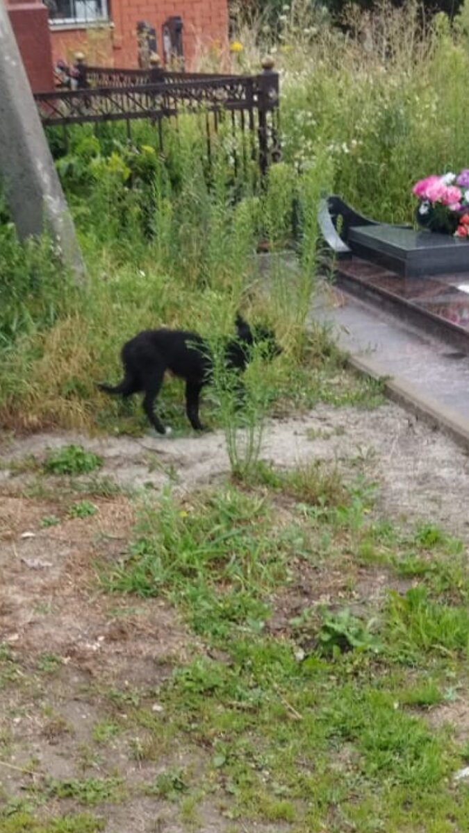 А у этого болит лапка 