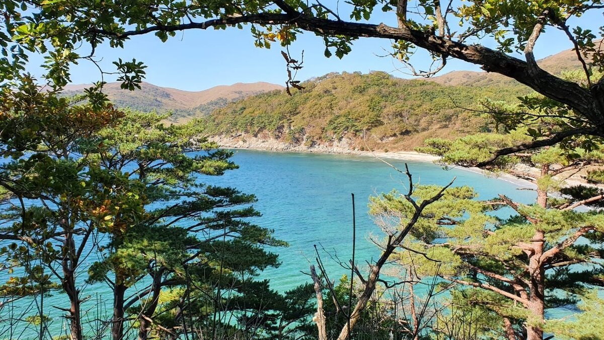     АНО «Центр „Амурский тигр“ начал голосование — жителям Приморского края и всей России предстоит выбрать имена для двух тигриц, которые были выпущены в дикую природу в Приморье — после реабилитации.