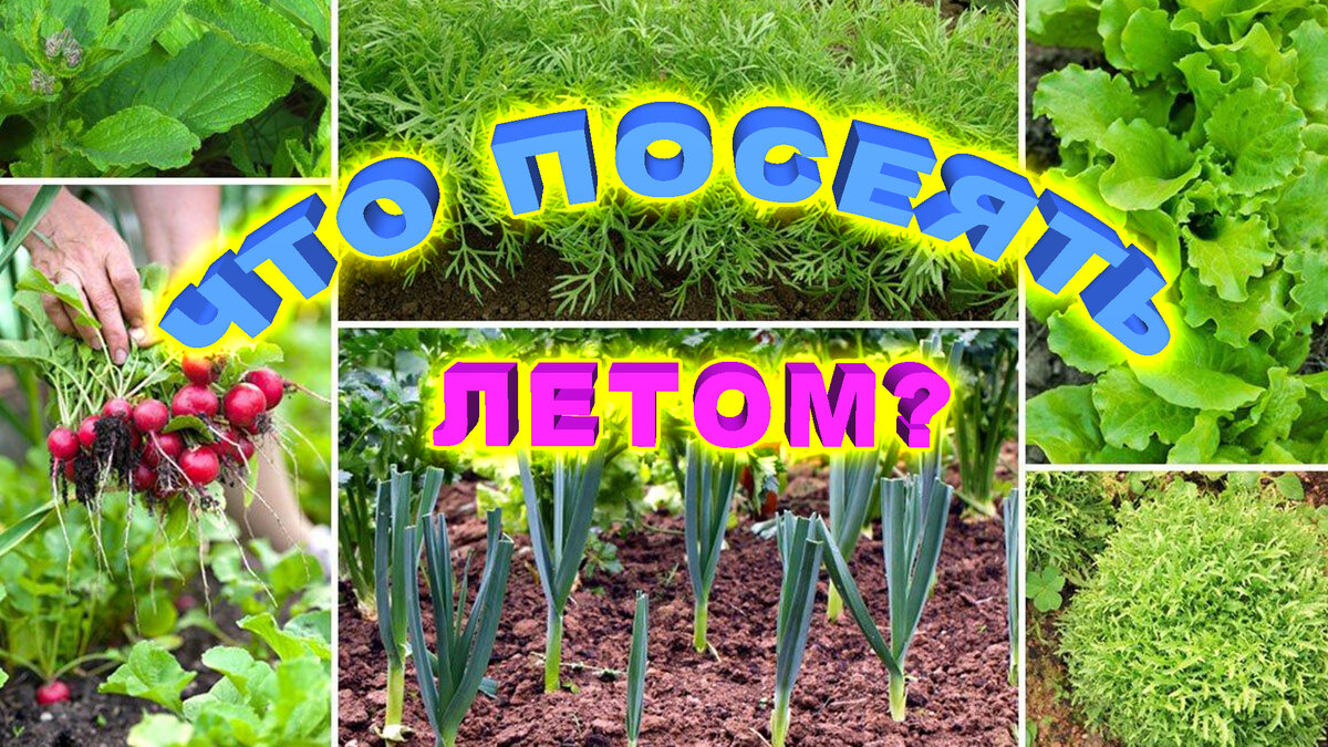 Источник фото: https://zagorod-media.ru/?p=1621 Растения, которые можно ещё посадить в июле.