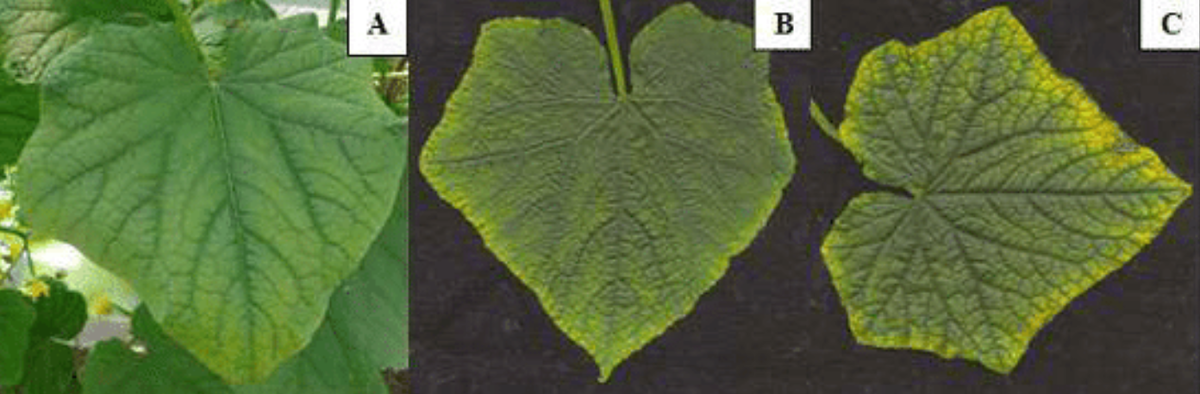 Хлороз листьев огурцов. Настоящий лист огурца-показать на рисунке. Клонирование огурца из листа. Molybdenum deficiency in cucumber.