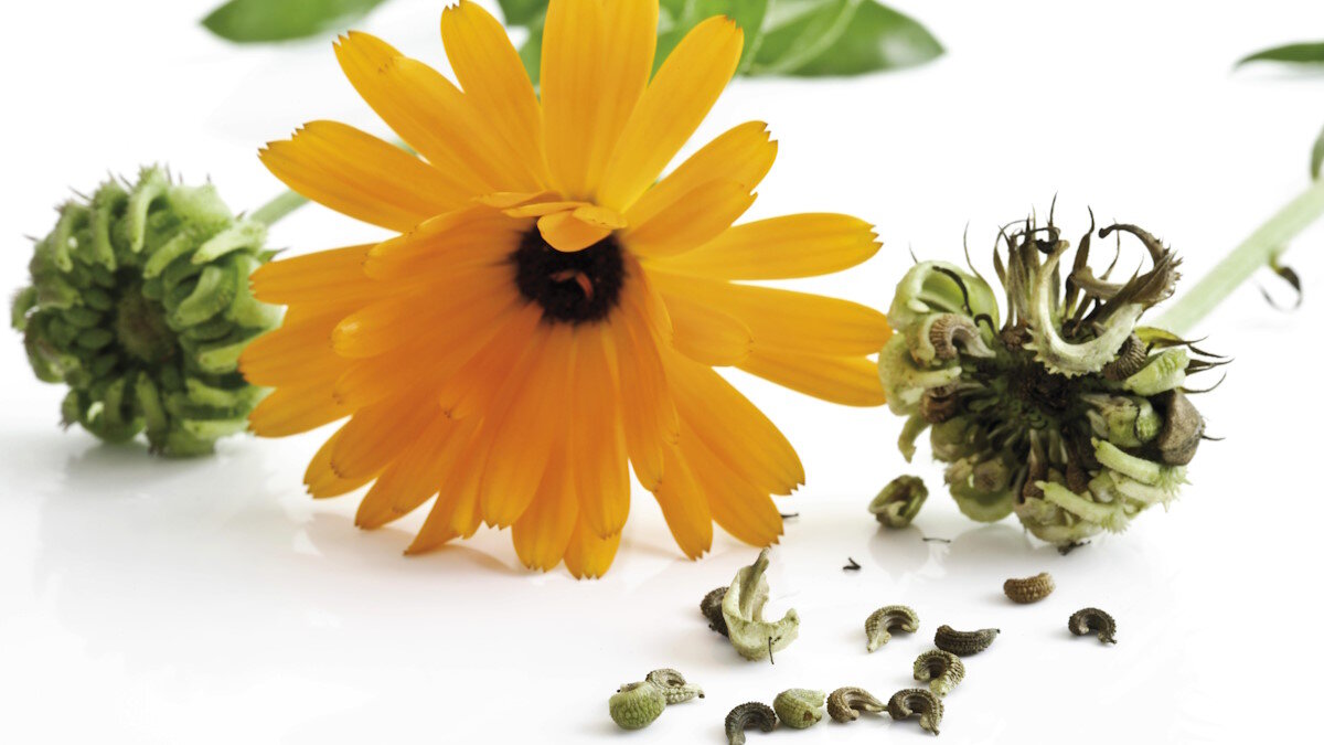    Как правильно собрать семена цветов