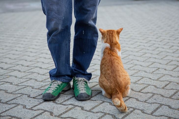 Кошка трется о ноги: значение приметы | TUT-NEWS.RU | Дзен