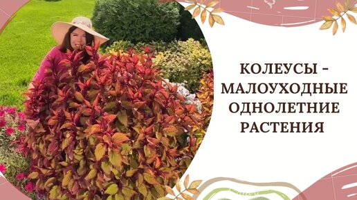 КОЛЕУСЫ - малоуходные однолетние растения 🌿