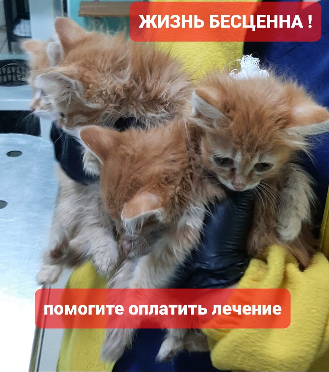 Рыжие из Кутузовых
