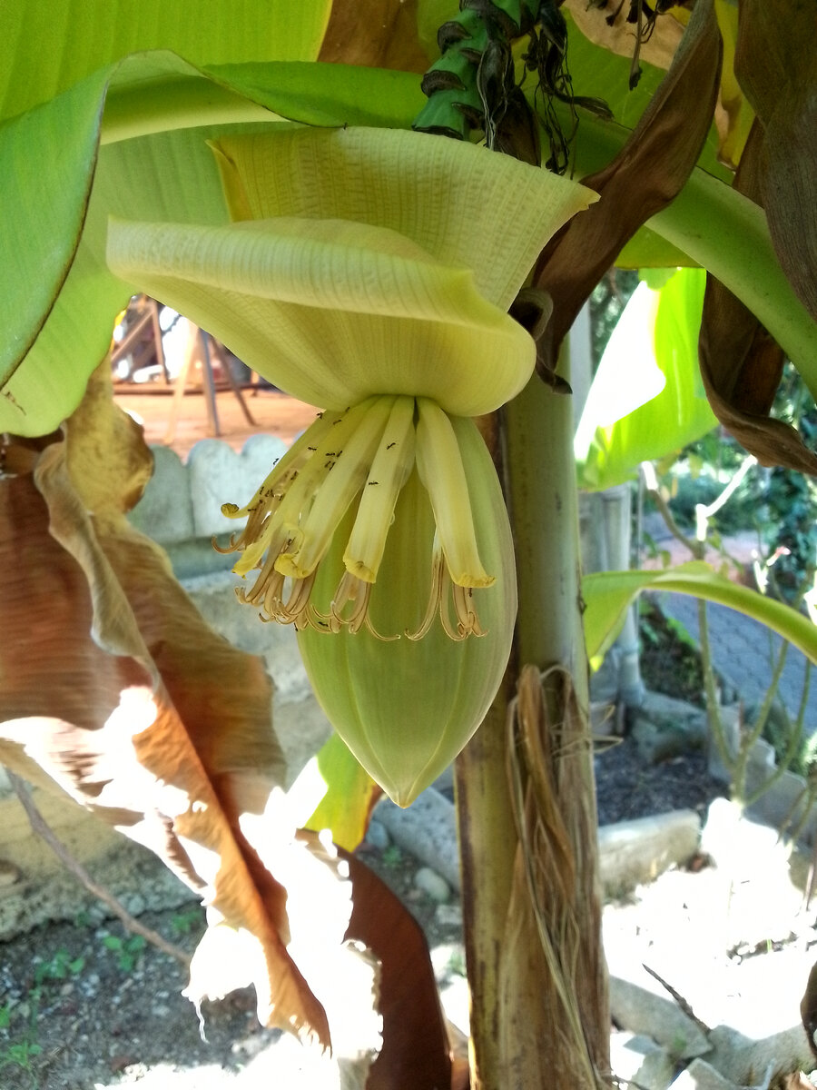 Галерея. Скоро будут бананы