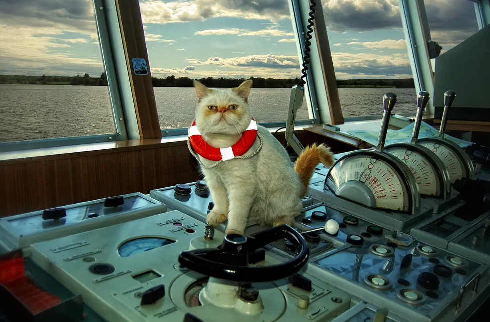 Корабельный кот. Коты на корабле. Кот Капитан корабля. Кот на паруснике.