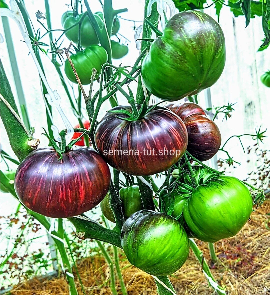 Сорт Звёздный истребитель Бифштекс Марши. Фото из нашего каталога