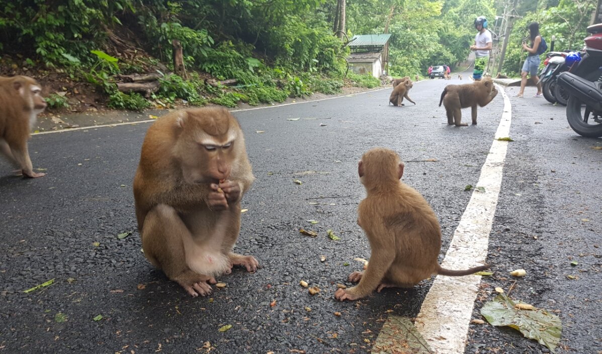 Обезьянки  на Monkey Hill