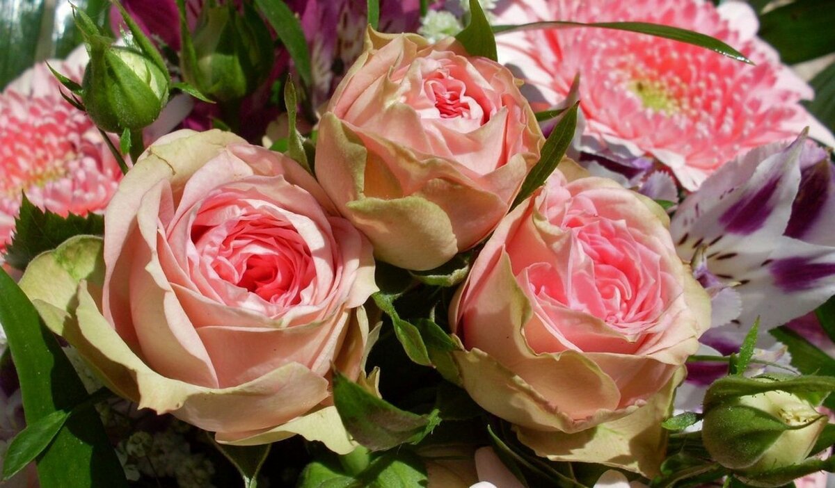      Весна – самое время позаботиться о том, чтобы розы на участке получили полагающуюся им порцию питательных веществ, необходимых для хорошего роста и пышного цветения.
