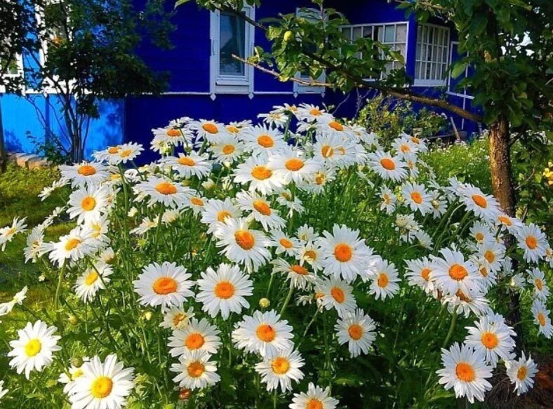 Приготовление почвы для садовых ромашек