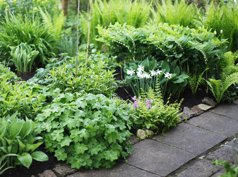 Клумба с нарциссами, геранью, хостами, купеной и папоротниками.