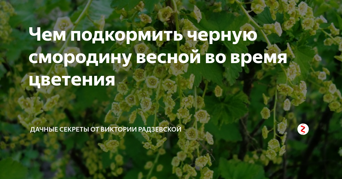 Чем подкормить черную смородину весной во время цветения | Виктория ...