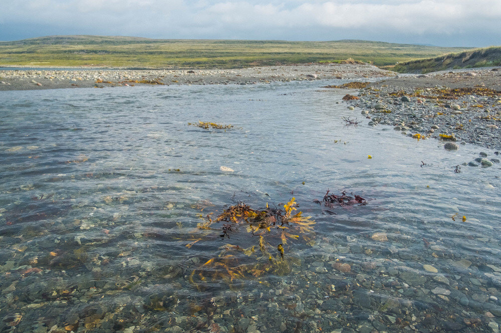 Баренцево море какая вода. Прозрачное Баренцево море. Баренцево море вода. Прозрачность Баренцева моря. Природные условия Баренцева моря.