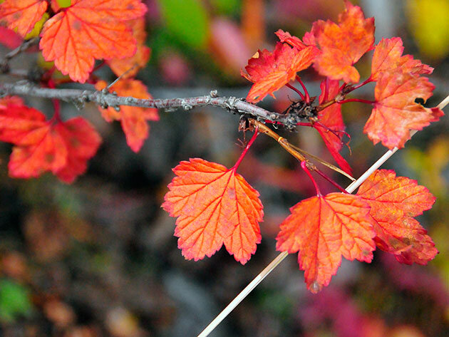 http://dachni-rady.com/images/red_currant8.jpg