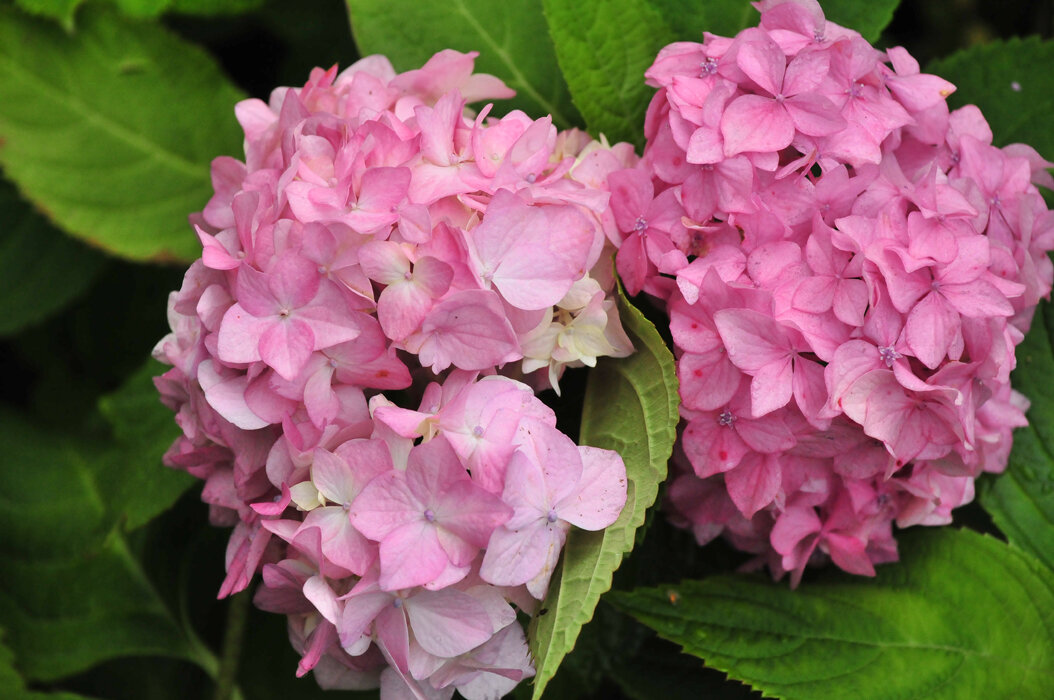     Крупнолистная гортензия – роскошное растение, цветущее голубыми или розовыми цветами. Крупнолистная гортензия, в отличие от других видов, нуждается в особенной обрезке.