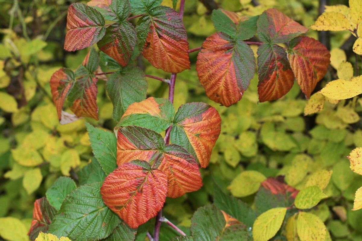 фото из поисковой системы Яндекс