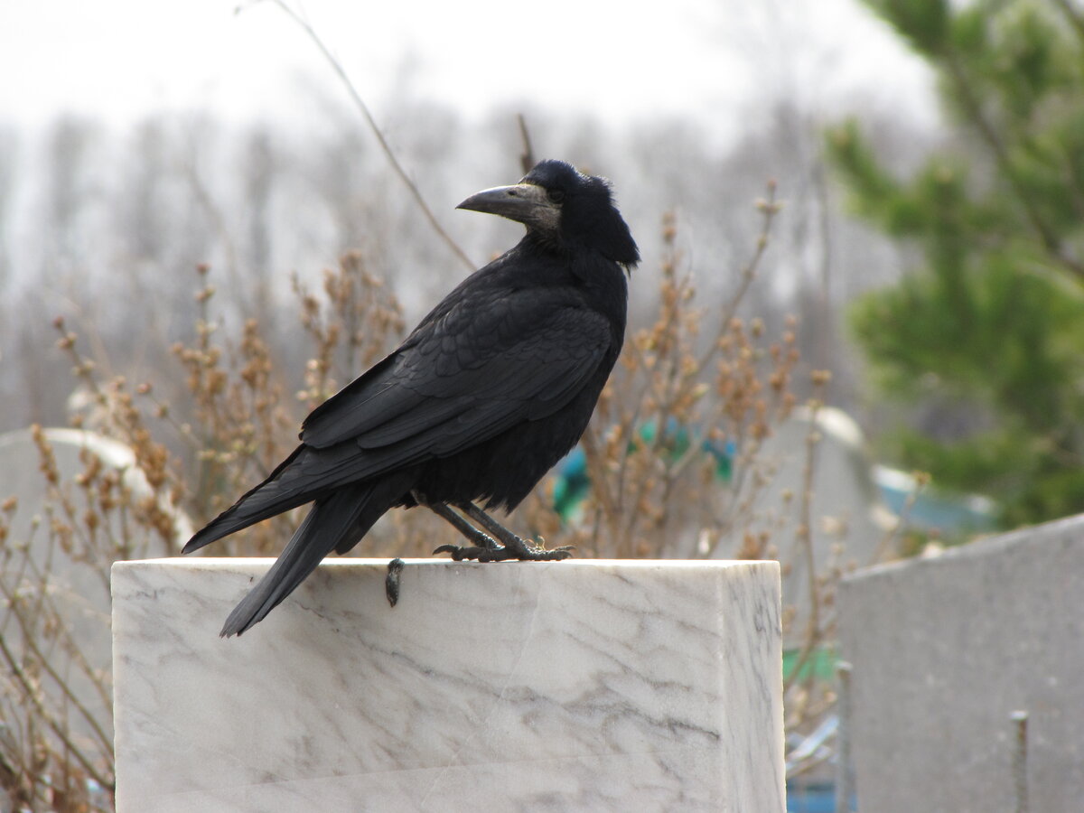 Поминальщик - либерал :-) Нагадил на памятник, давшему конфетку.